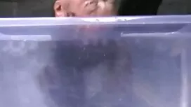 Седло азиатски анале ...